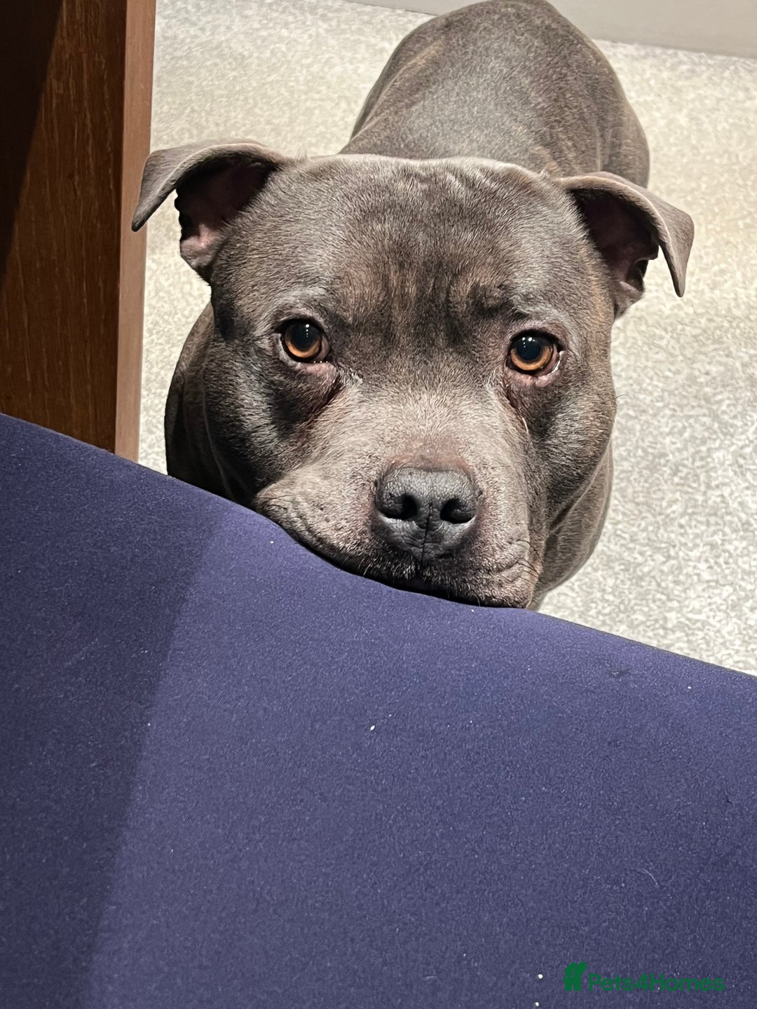 Staffordshire Bull Terrier dogs for stud: King Billy-boy  - Image 1