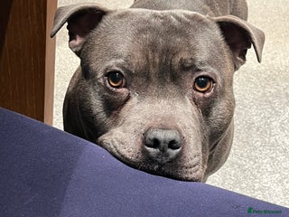 Staffordshire Bull Terrier dogs - Advert 18