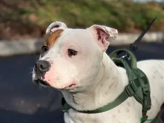 Staffordshire Bull Terrier dogs Staffordshire Bull - male - Advert 4