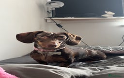 Dachshund dogs for adoption: 1 year old dachshund  - Image 3
