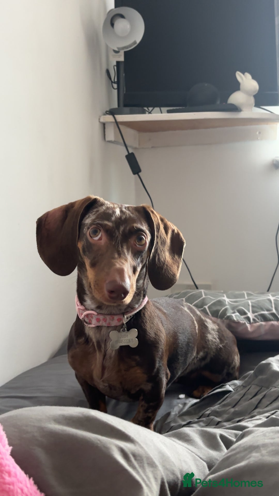 Dachshund dogs for adoption: 1 year old dachshund  - Image 3