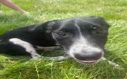 Border Collie dogs for sale: Collie  - Image 12