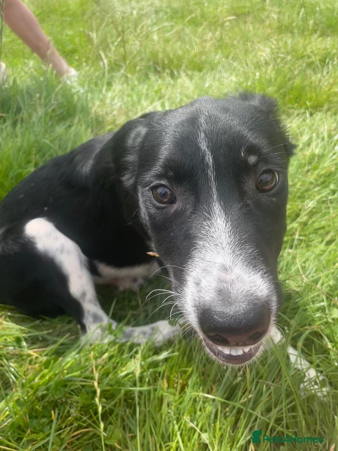 Border Collie dogs for sale: Collie  - Image 12