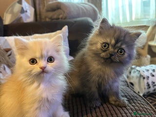 Persian cats 3 gorgeous, mischievous baby boys💙 - Advert 4