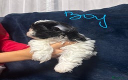 Shih Tzu dogs for sale: Imperial Shih Tzu Ready to leave - Image 13