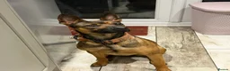Mixed Breed dogs for sale: Forever home for Nova  - Advert 3