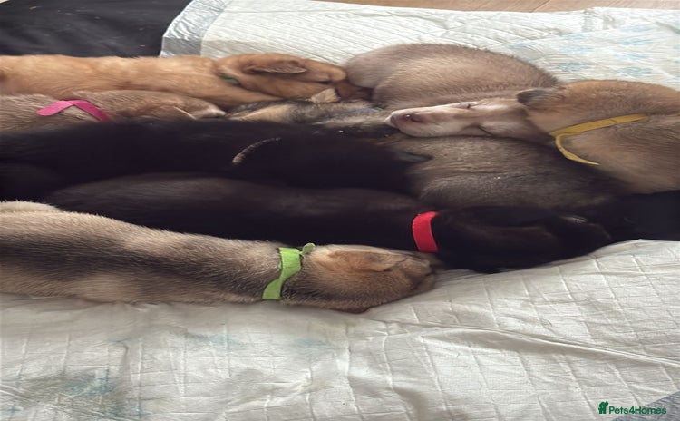 Mixed Breed dogs Shar pei cross husky puppies  - Advert 11