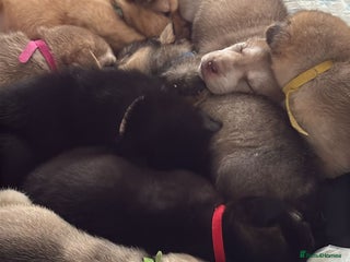 Mixed Breed dogs Shar pei cross husky puppies - Advert 4