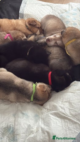 Mixed Breed dogs Shar pei cross husky puppies - Advert 11