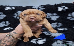 Dogue De Bordeaux dogs for sale: Dogue De Bordeaux Puppies-Champion Bloodlines - Image 22