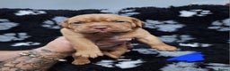 Dogue De Bordeaux dogs for sale: READY TO LEAVE! Stunning Dogue De Bordeaux Puppies - Advert 33