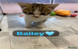 Mixed Breed cats for sale: 7 Beautiful Kittens 🩷💙 - Image 21