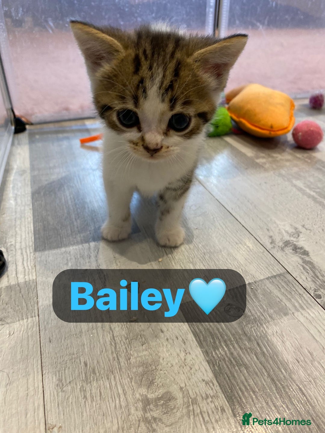 Mixed Breed cats for sale: 7 Beautiful Kittens 🩷💙 - Image 21