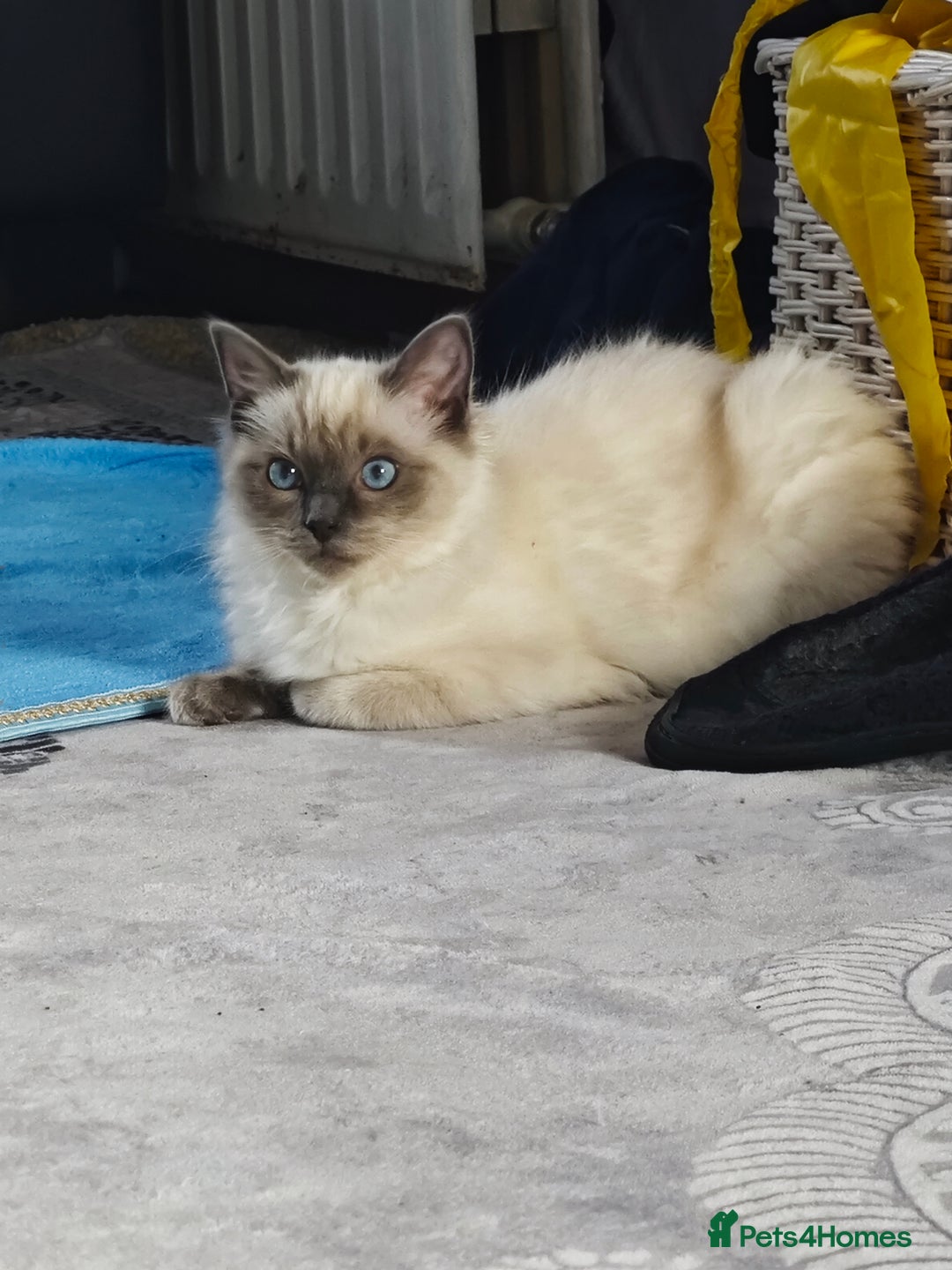 Ragdoll cats for sale: 2😻Ragdoll kittens 💕 - Image 23