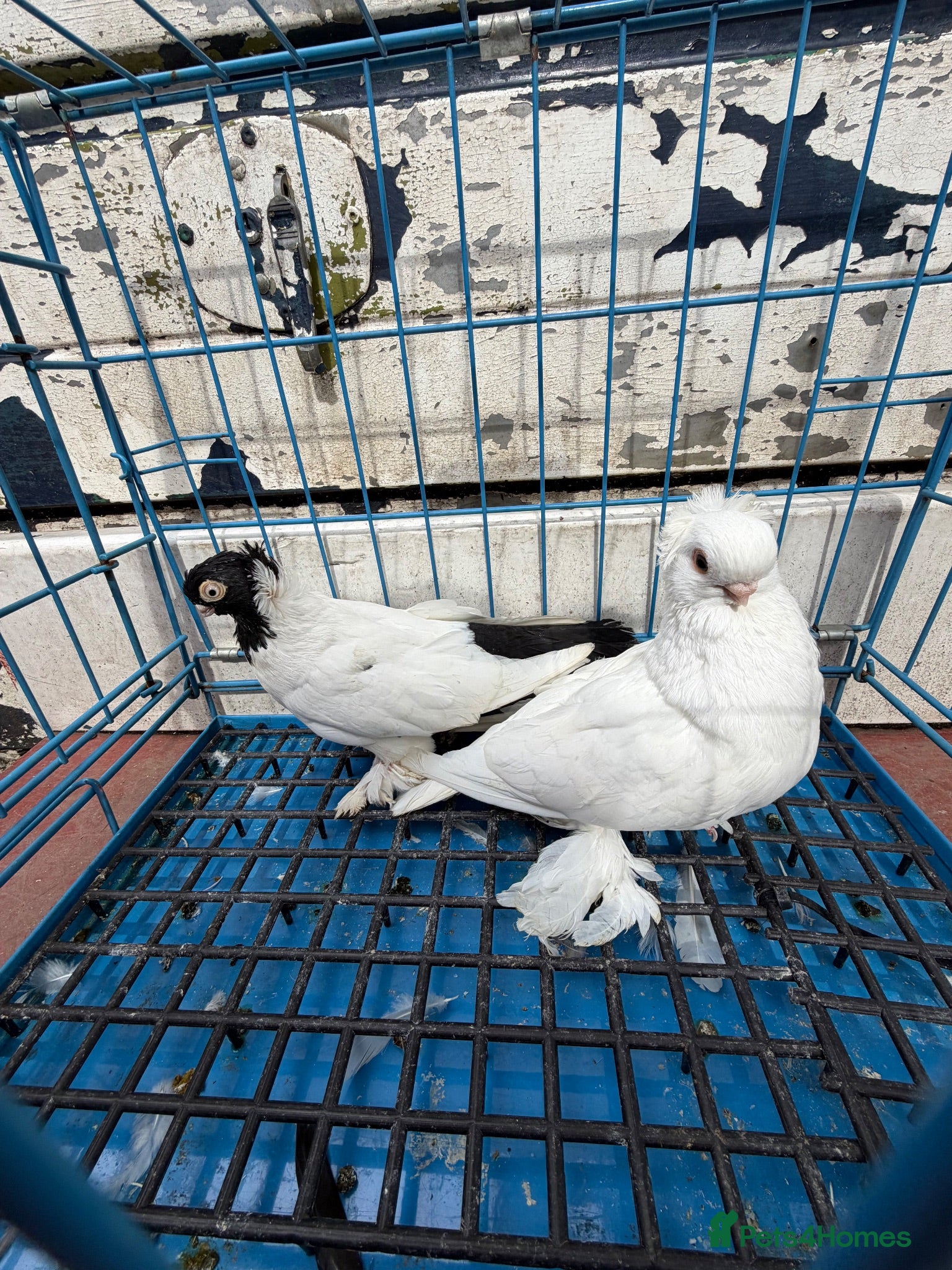 Pigeons birds Polish Pigeons for Sale - Advert 1