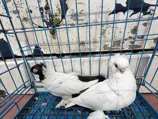 Pigeons birds Polish Pigeons for Sale - Advert 3