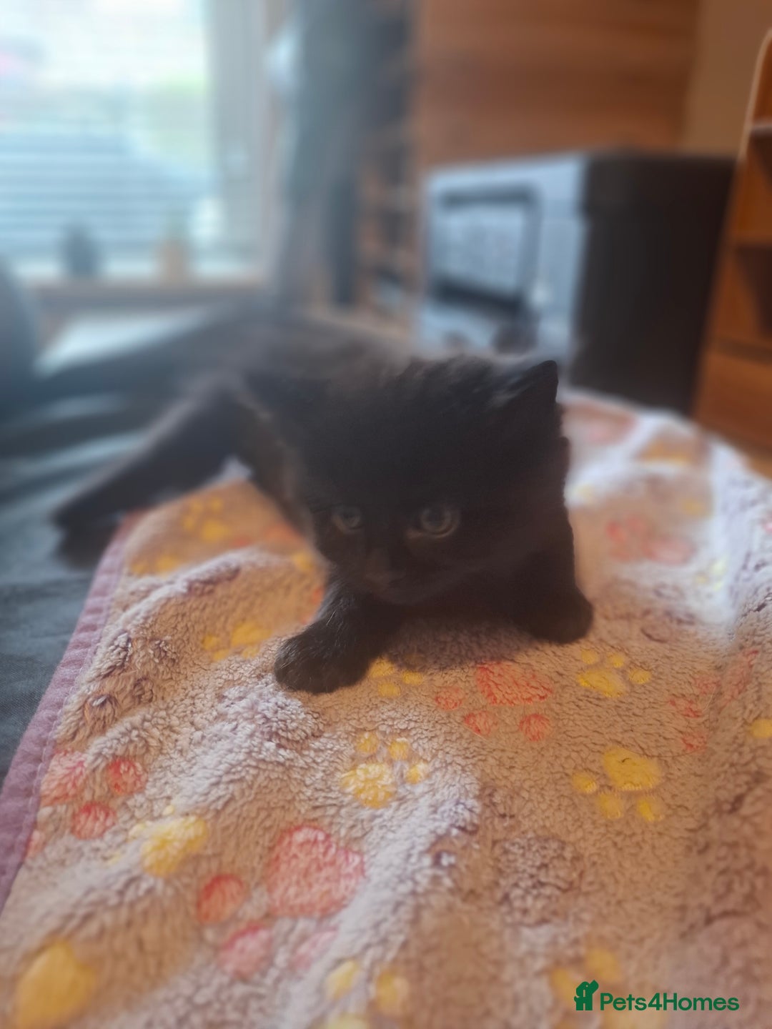 Mixed Breed cats for sale: Brown kitten avaliable.ready 16th August  - Image 23