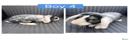 English Lop rabbits for sale: Lop rabbits ready to leave now - 5 Girls 5 Boys - Advert 9