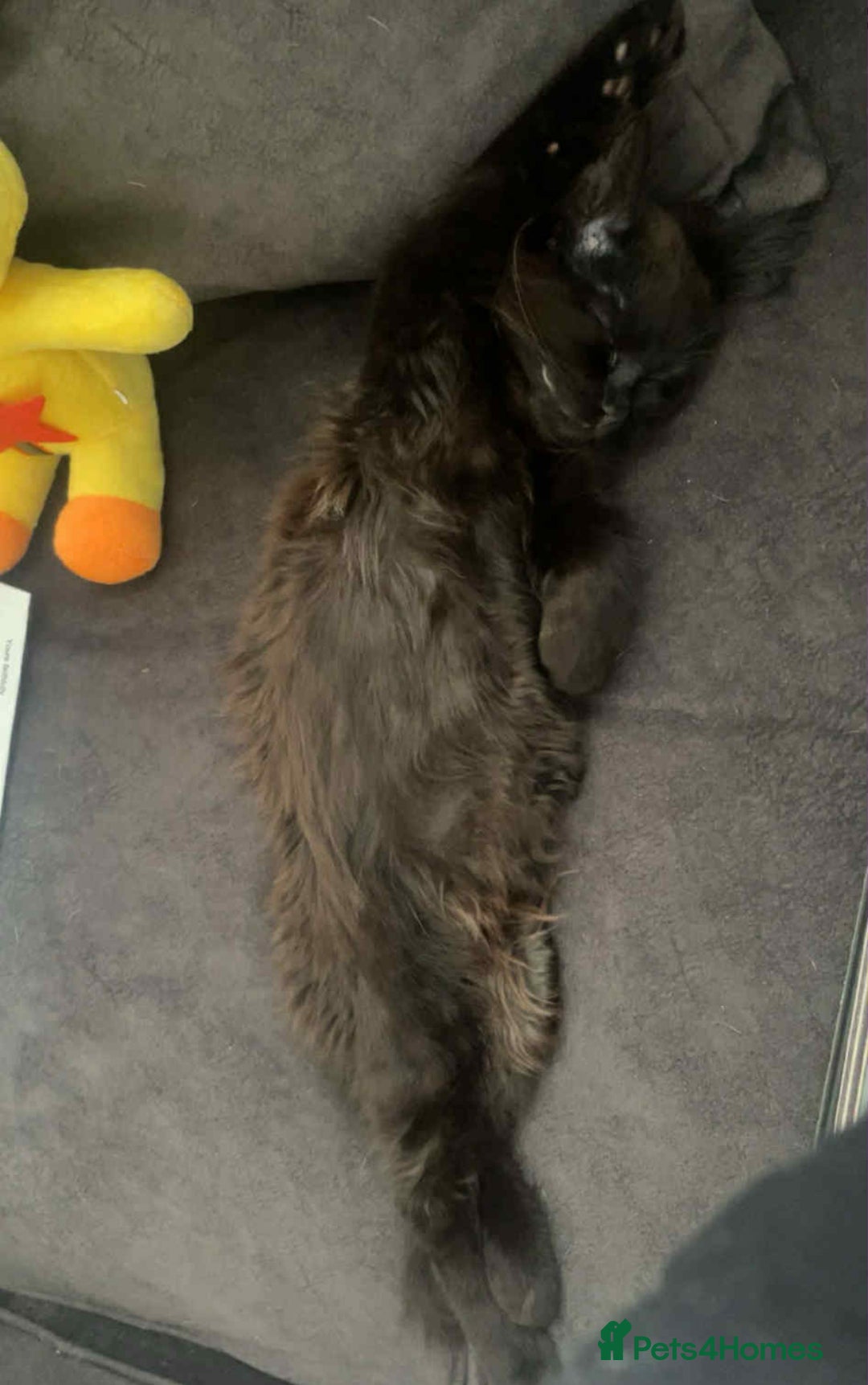 Mixed Breed cats for sale: Two female kittens about 7/8 months old  - Image 4