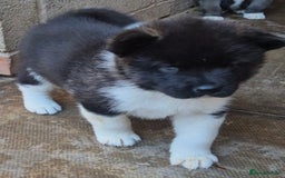 Akita dogs for sale: KC REGISTERED BEAR HEAD AMERICAN AKITA FEMALE PUPS - Image 15