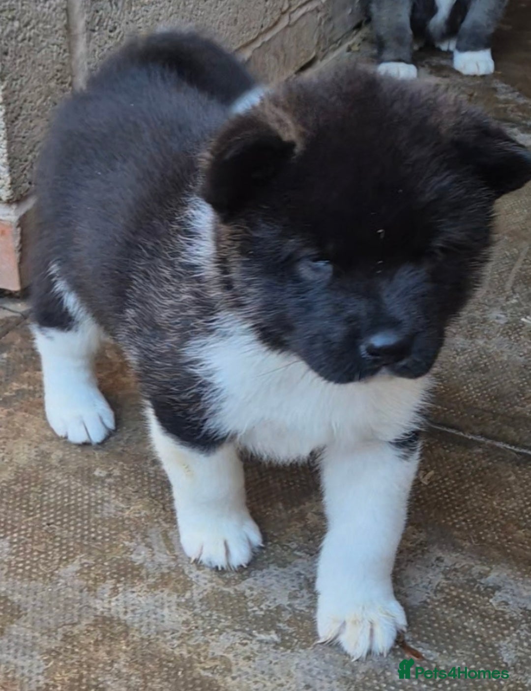 Akita dogs for sale: KC REGISTERED BEAR HEAD AMERICAN AKITA FEMALE PUPS - Image 15
