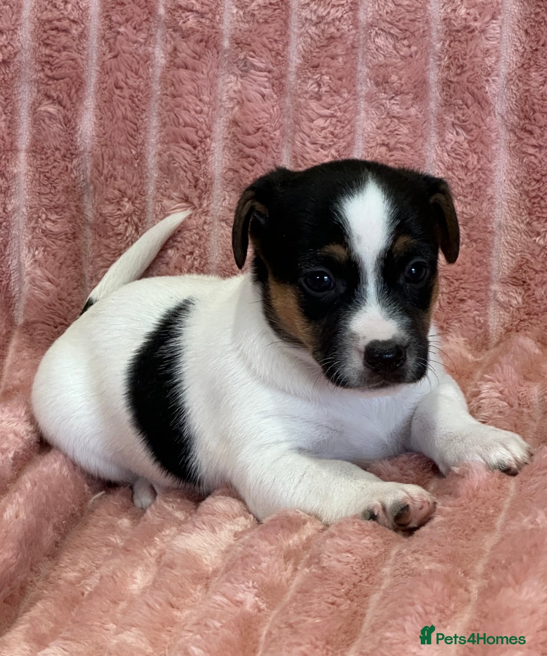 Jack Russell dogs for sale: Quality litter of beautiful Jack Russell puppies  - Image 10