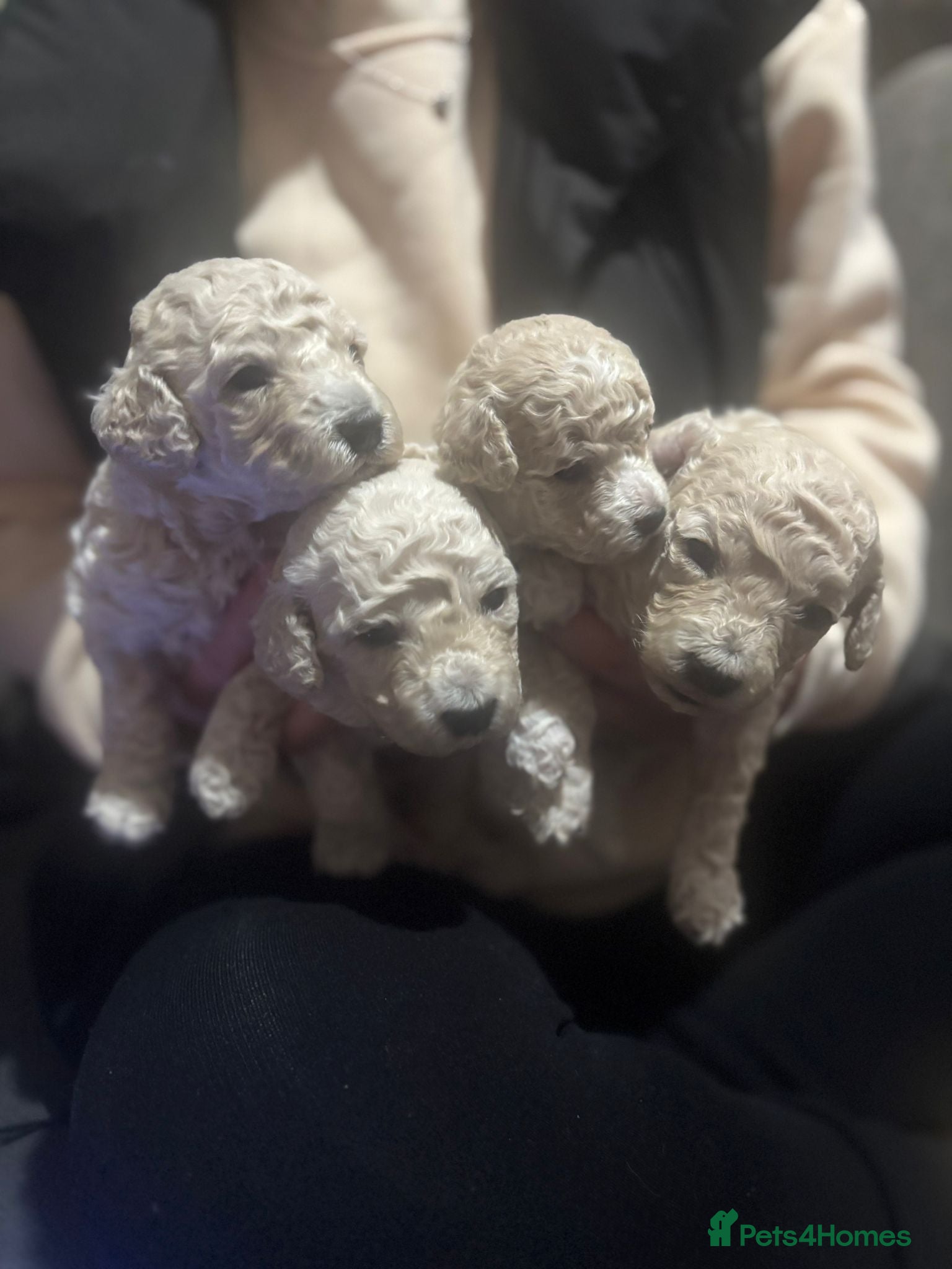 Poochon dogs RARE cream Poochon puppies  - Advert 16