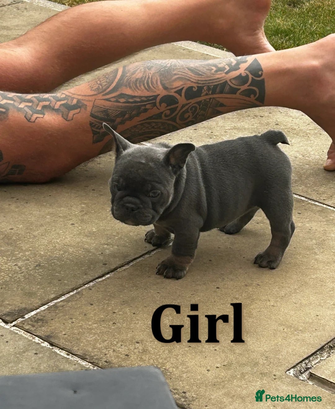 French Bulldog dogs for sale: Beautiful litter of French Bulldog Bulldog Puppies - Advert 4