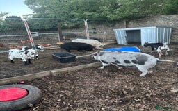 Pig livestock for sale: Three pet pigs for sale - Image 1