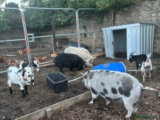 Pig livestock - Advert 6