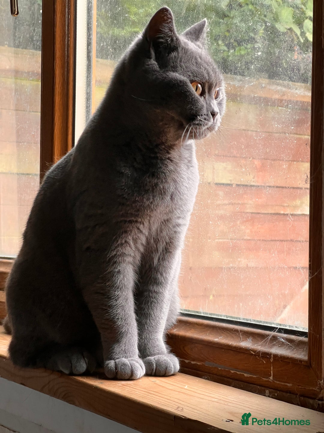British Shorthair cats for sale: Female  - Advert 3