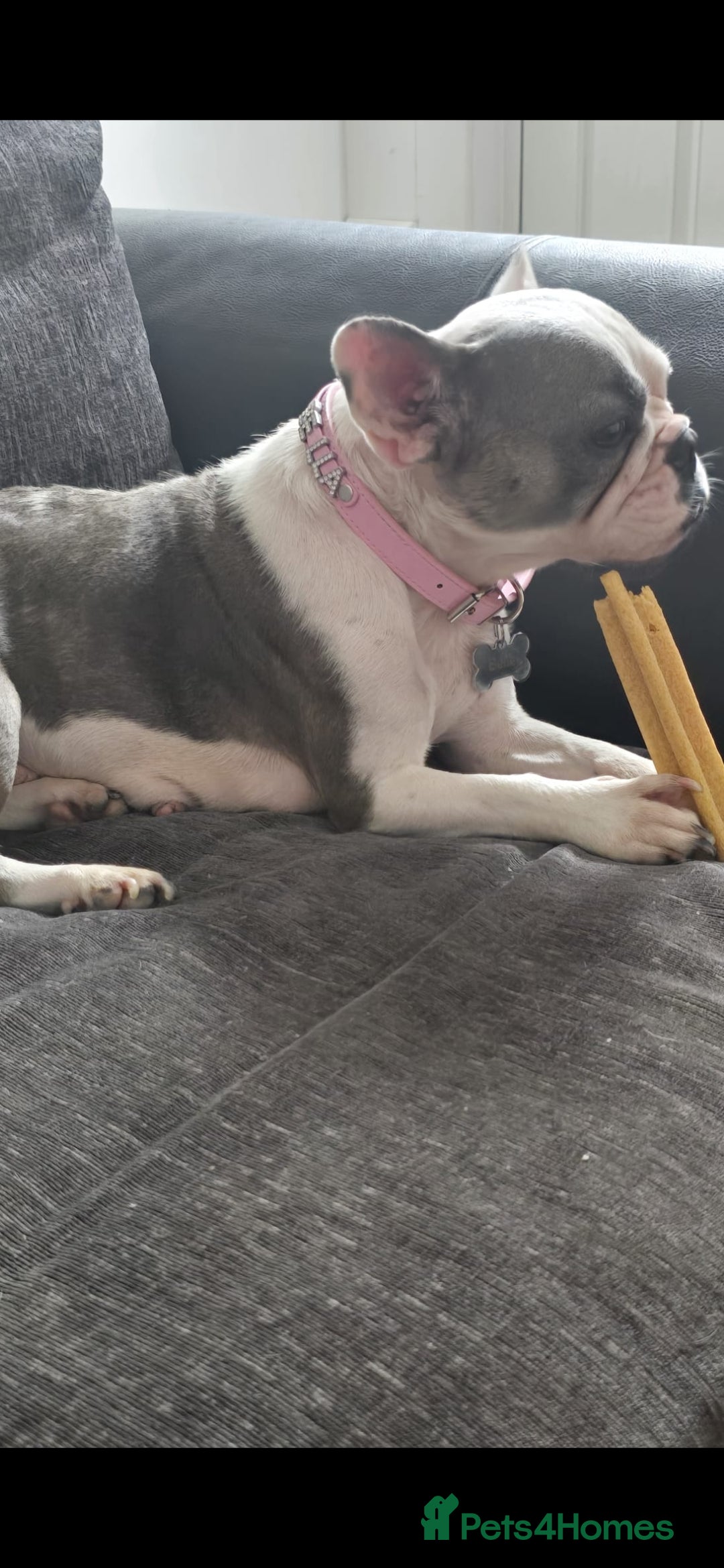 French Bulldog dogs for sale: 3yrs old French bulldog bitch  - Image 2