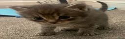 Ragcoon cats for sale: Ragcoon Kittens  - Advert 9