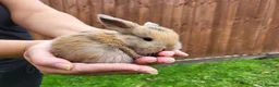 Mini Lop rabbits for sale: Beautiful mini lops - Advert 27