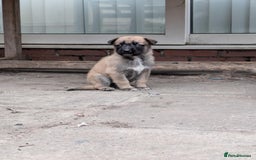 Mixed Breed dogs for sale: Beautiful German shepherd cross mali  - Image 11