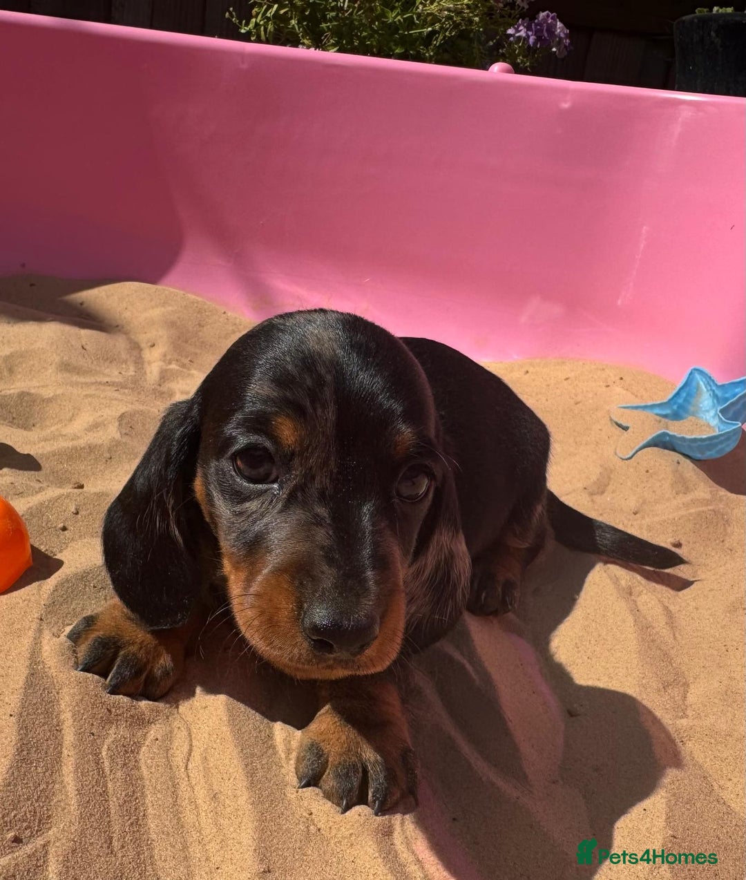 Miniature Dachshund dogs for sale: KC, PRA Clear Miniature Dachshund Puppies - Image 12