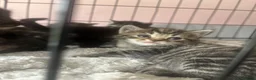 Mixed Breed cats for sale: 6 kittens mixed litter - Advert 3