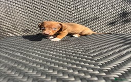 Dachshund dogs for sale: Dachshund Puppies  - Image 7