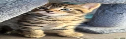 Bengal cats for sale: Beautiful kittens 🐈‍⬛  - Advert 25