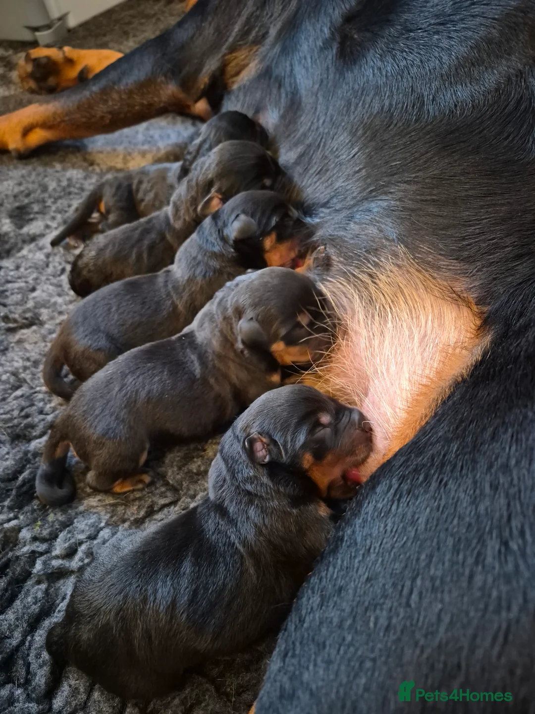 Rottweiler dogs for sale: 🩷BIG VIN GIRLS AVAILABLE🩷 - Advert 1