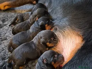 Rottweiler dogs 🩷BIG VIN GIRLS AVAILABLE🩷 - Advert 1