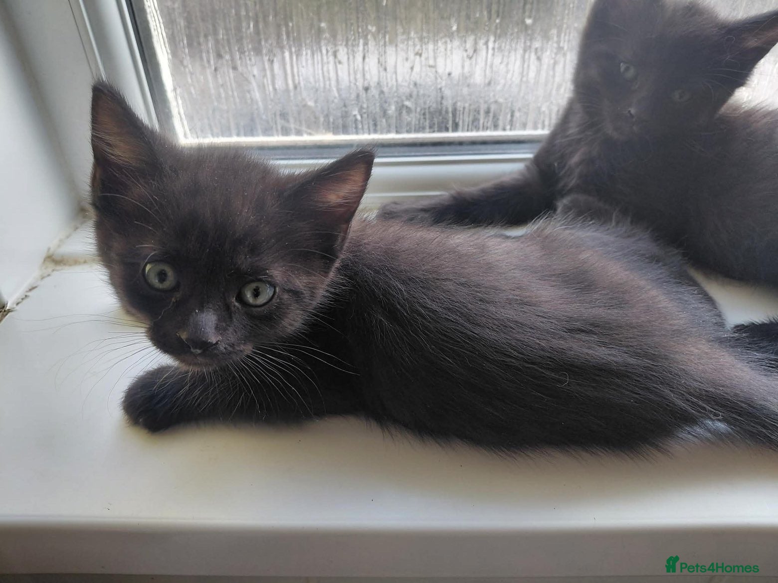 Mixed Breed cats 10 week old kitten  - Advert 1