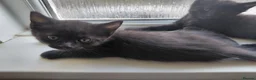 Mixed Breed cats for sale: 10 week old kitten  in Weston-super-Mare - Advert 1