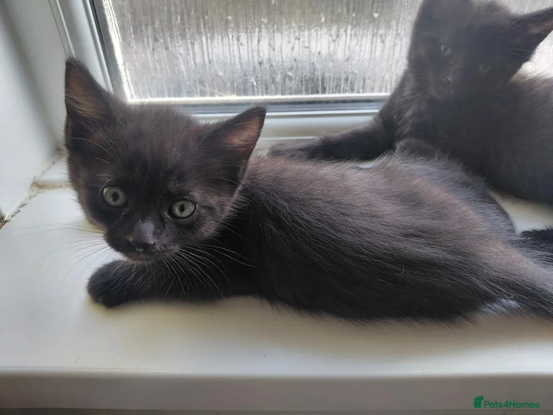 Mixed Breed cats for sale: 10 week old kitten  in Weston-super-Mare - Advert 1