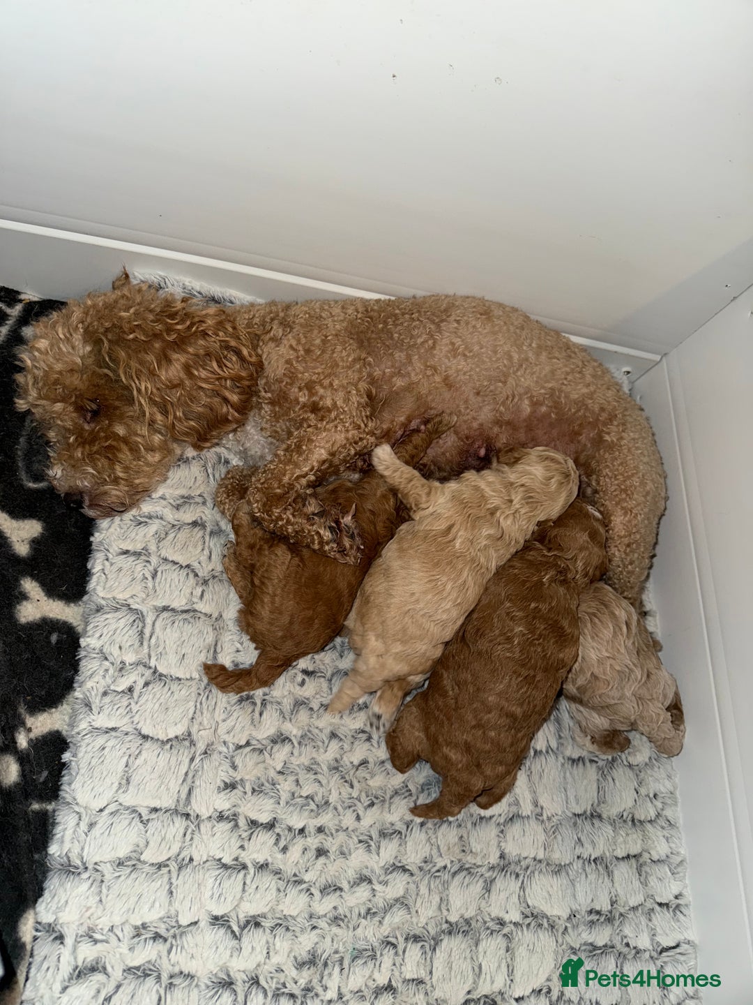 Poochon dogs for sale: Toy Poochons  - Advert 2