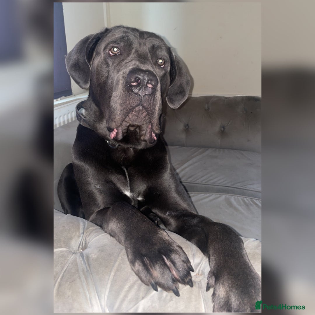 Cane Corso dogs for sale: cane corso rehome - Advert 3