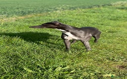 Whippet dogs for stud: Striking Blue Whippet for Stud in Banbury - Image 4