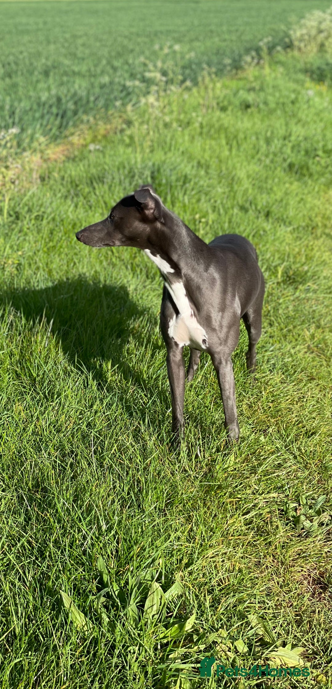Whippet dogs for stud: Striking Blue Whippet for Stud in Banbury - Image 4