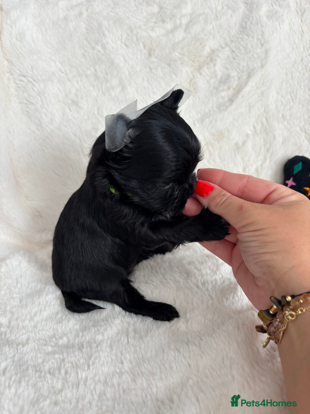 Yorkshire Terrier dogs for sale: Purebreed Yorkshire terrier (480G)8weeks old🥰 - Image 13