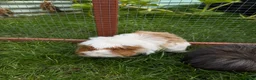 Guinea Pig rodents for sale: Brothers bonded in Carterton - Advert 3